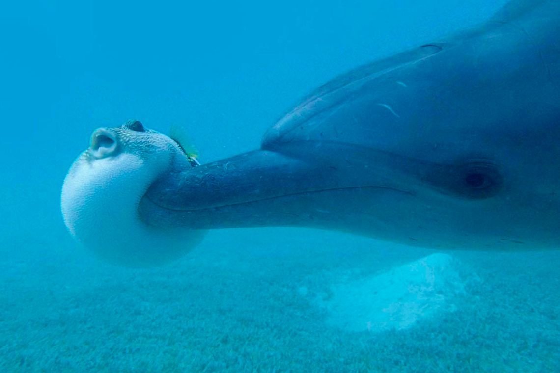 Человек глазами дельфина