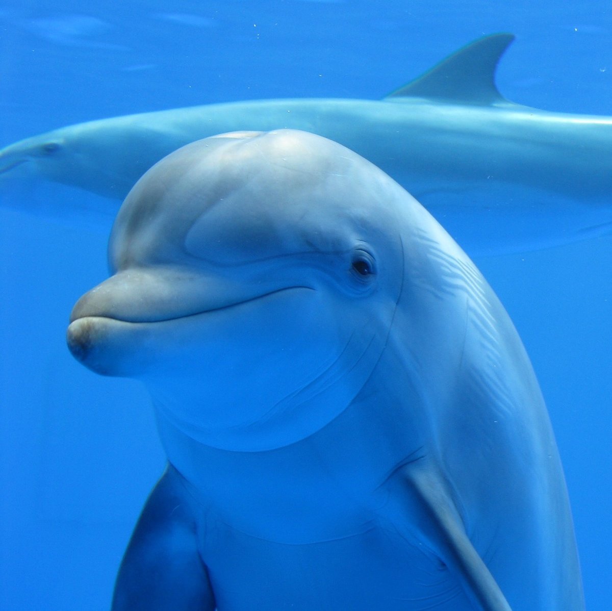 Дельфины самые умные морские животные