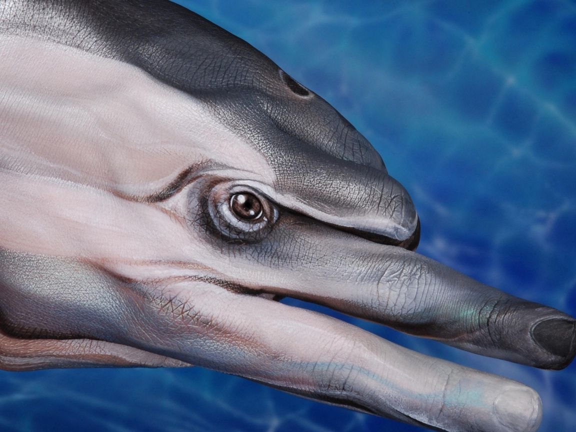 Глаза дельфина фото