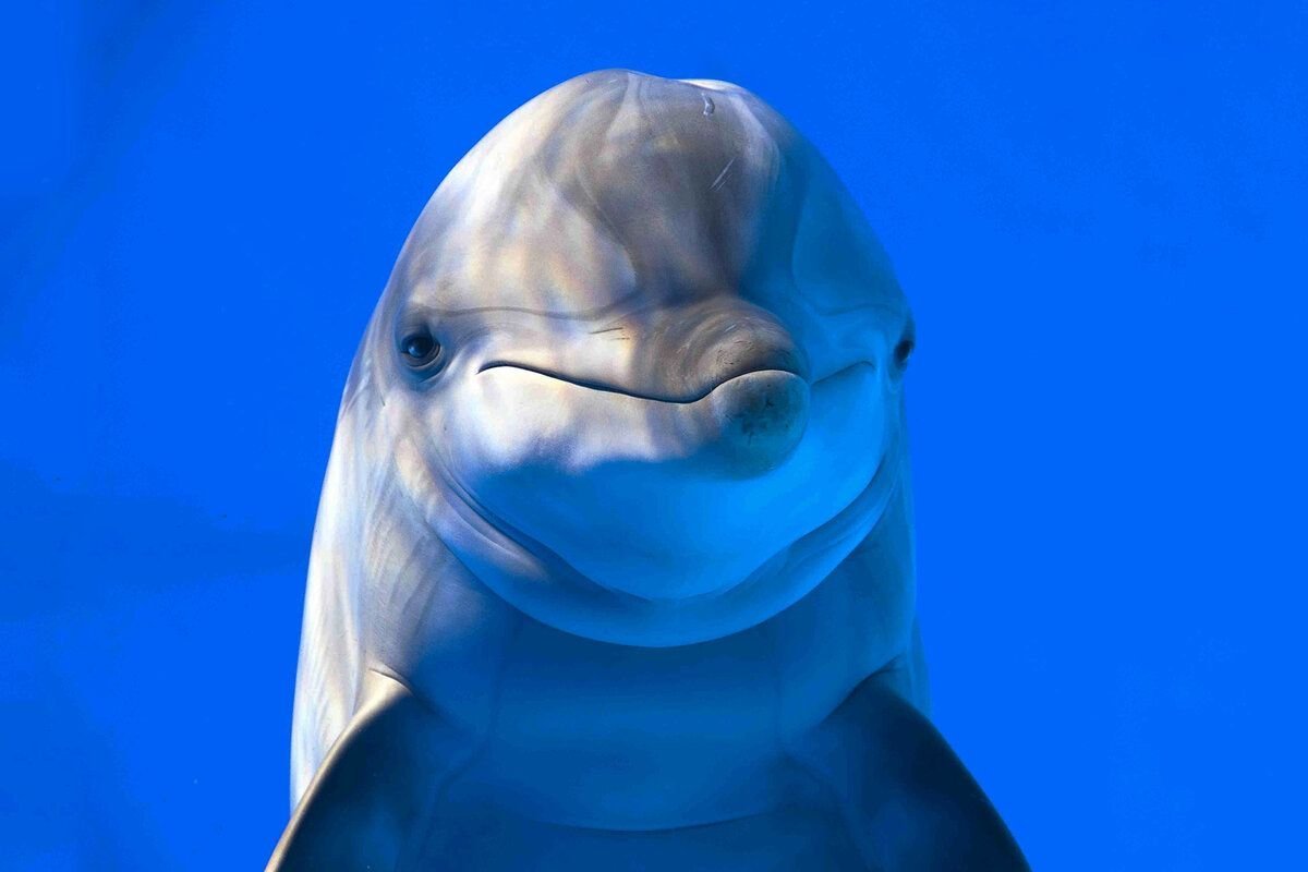 Дельфин морда