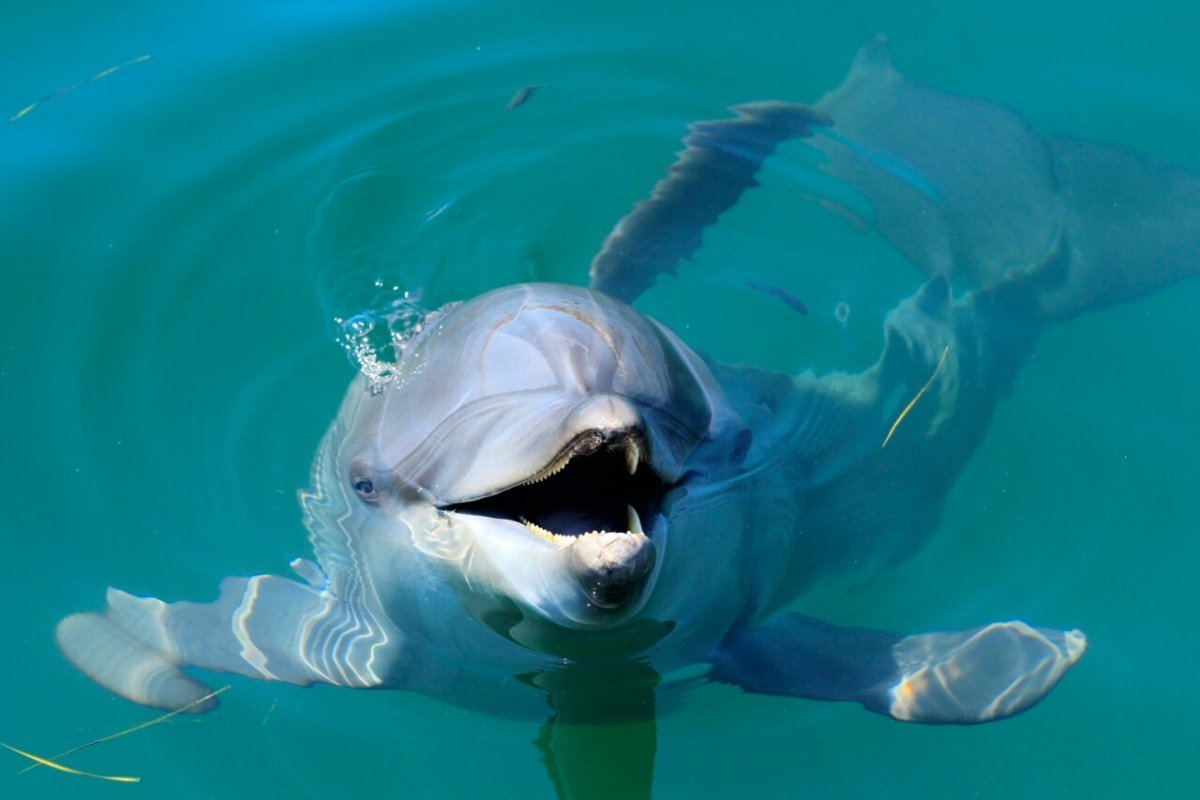 Дельфин в черном море улыбается