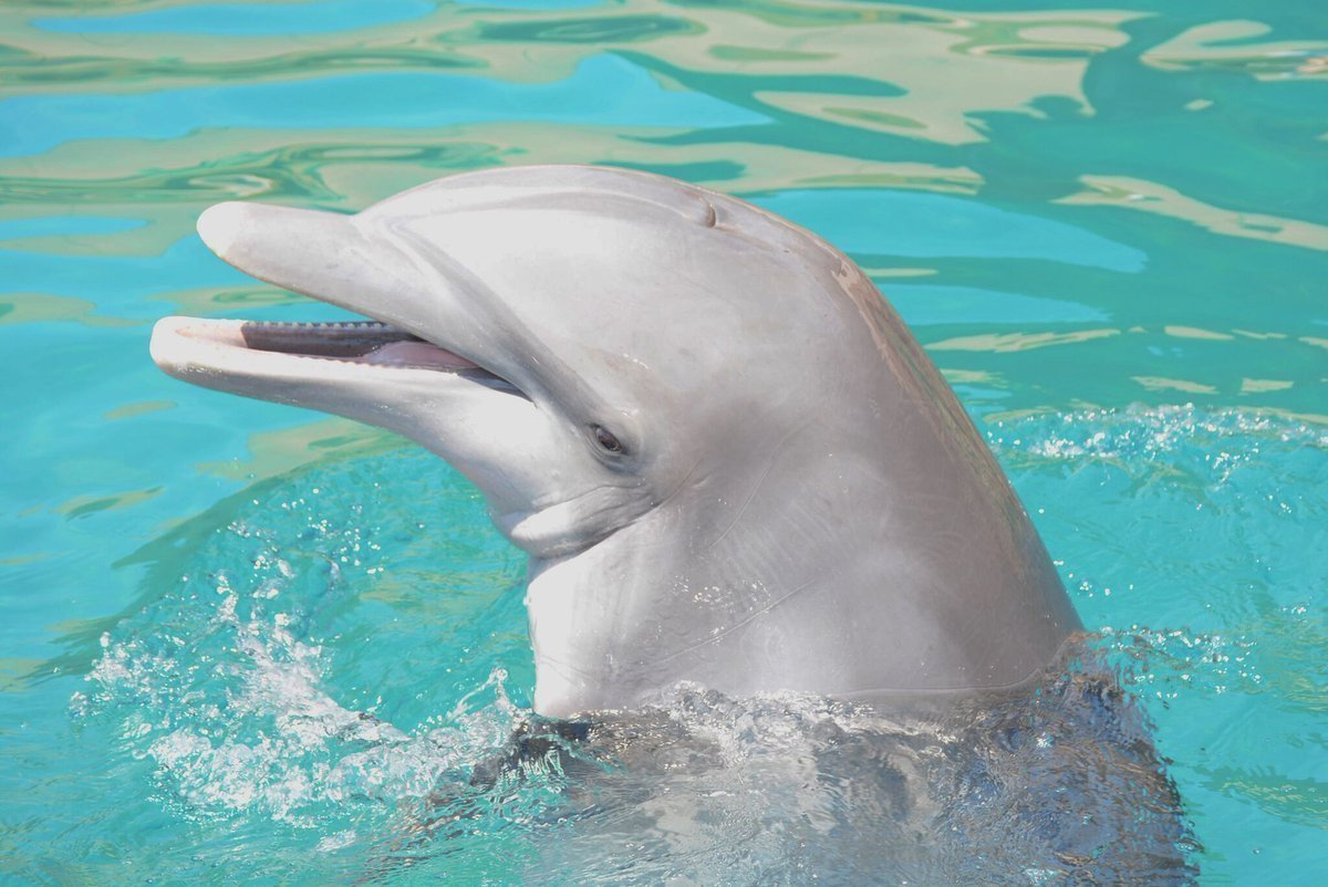 Поведение дельфинов