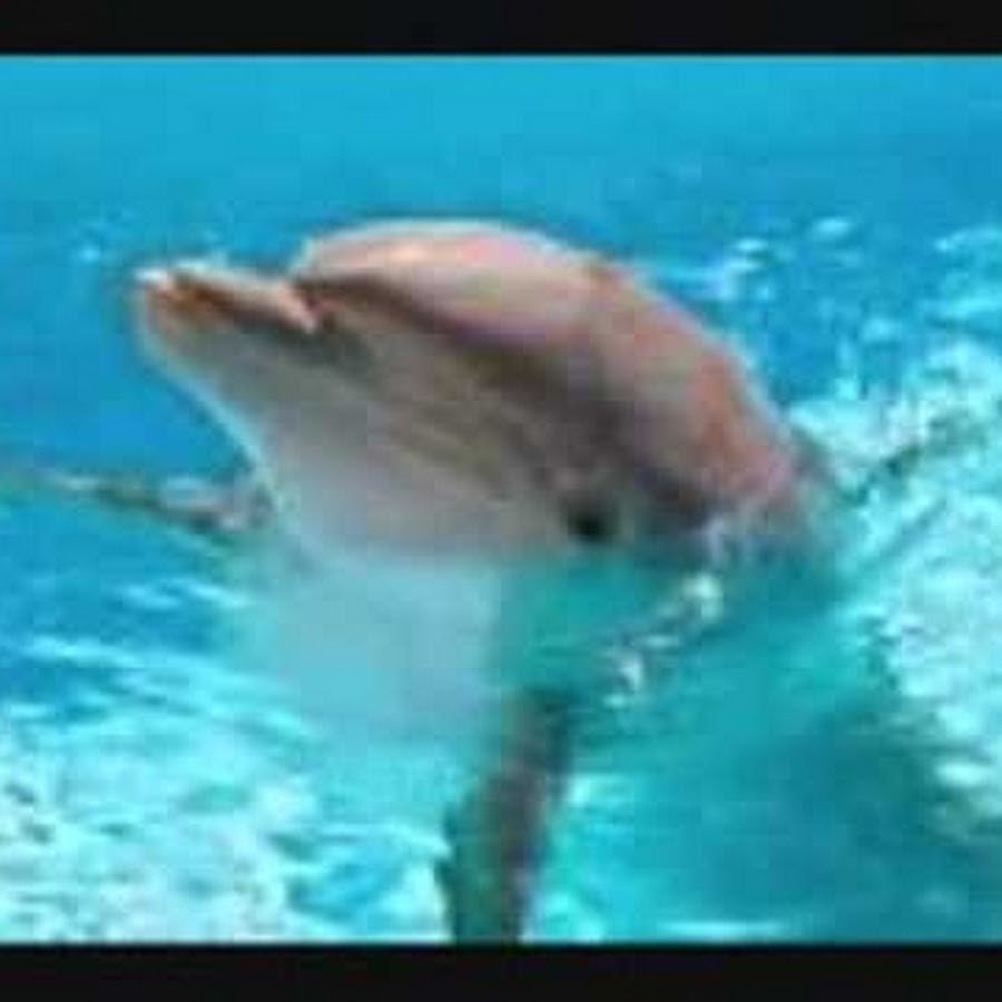 Морда дельфина