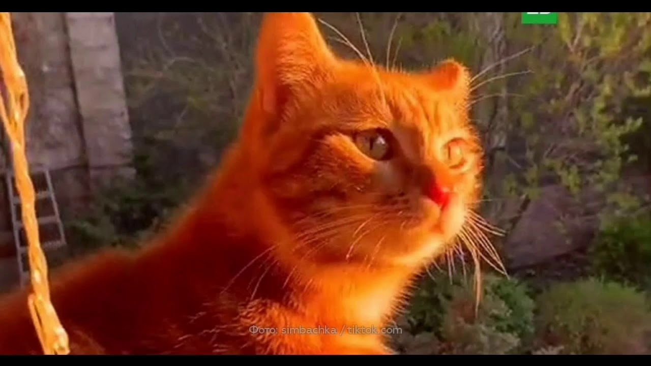 Включи видео песни кота. Симба тик ток. Кот Симба младший из тик тока. Симба старший кот из тик тока. Популярный рыжий кот.
