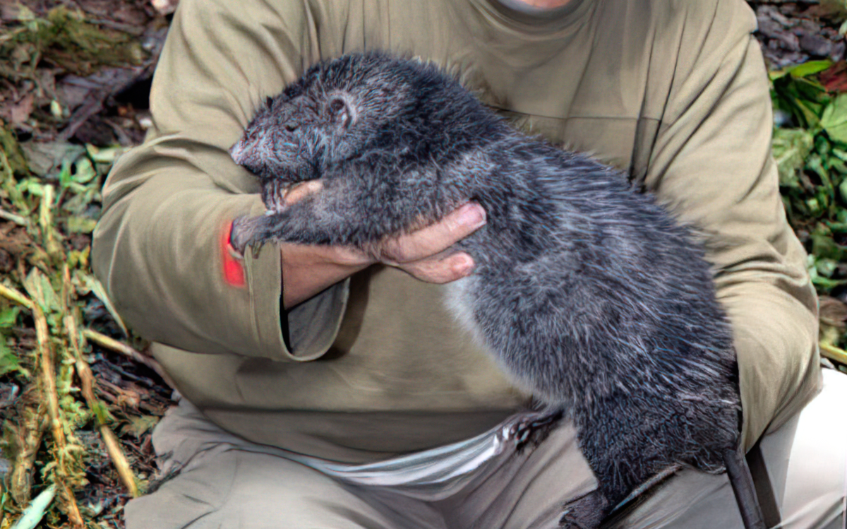 Серая большая крыса Пасюк