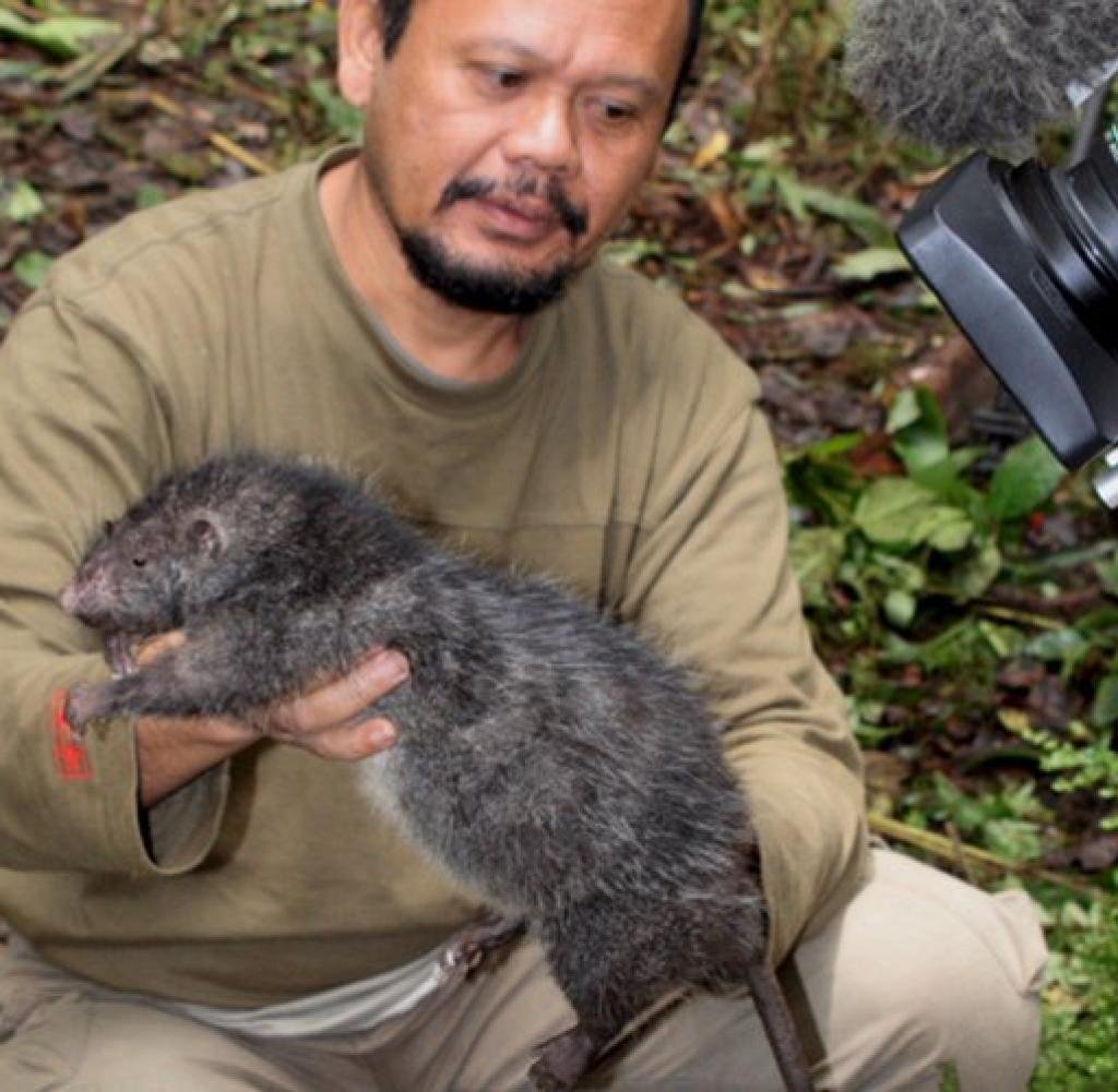 Самые большие крысы в метро