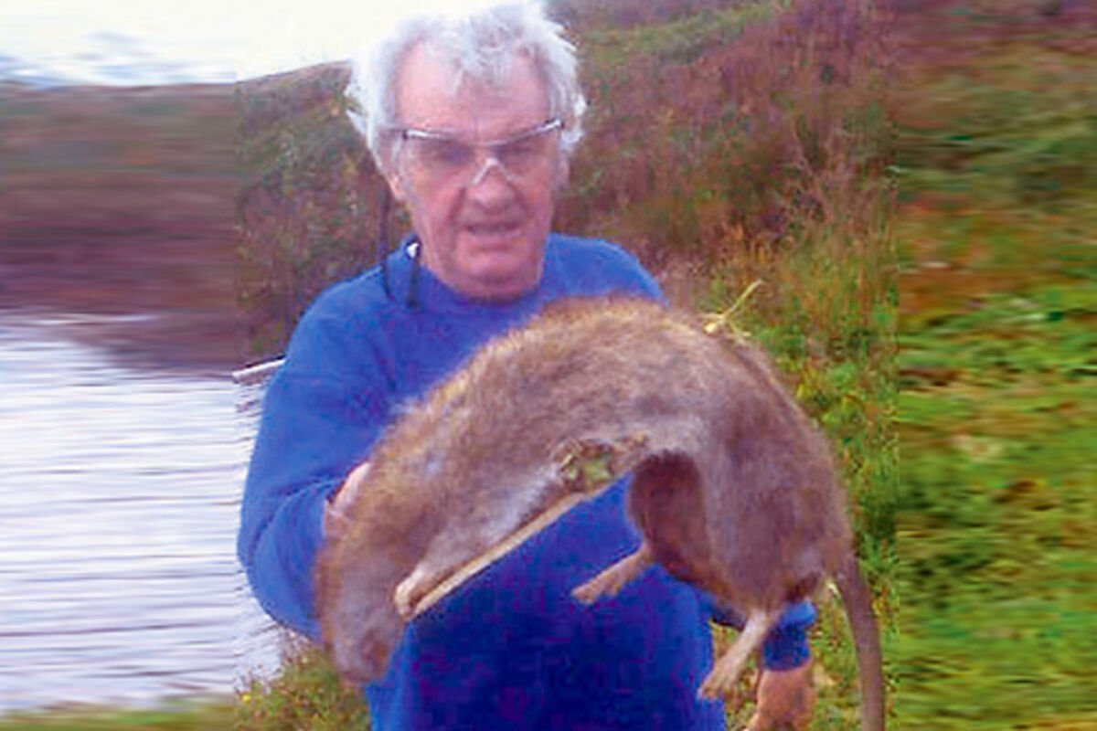 Гигантская крыса Гамби