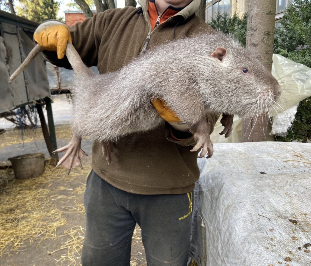 Большие крысы нутрии