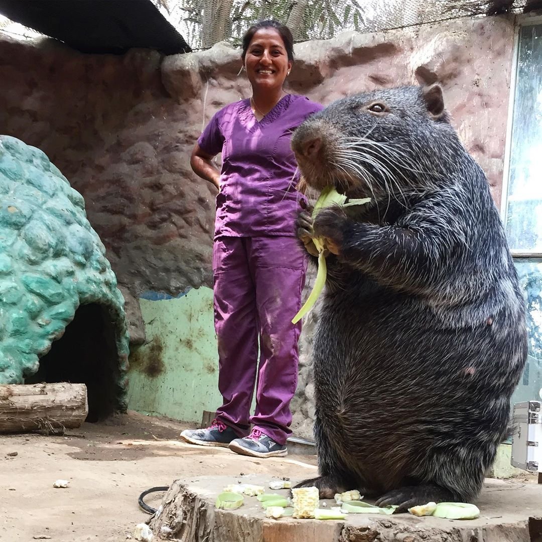 Большие крысы нутрии