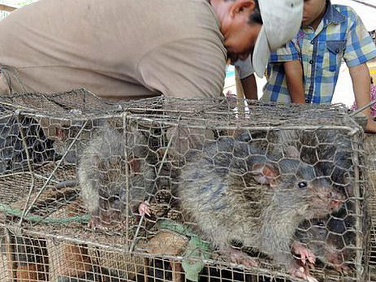 Пушистая крыса