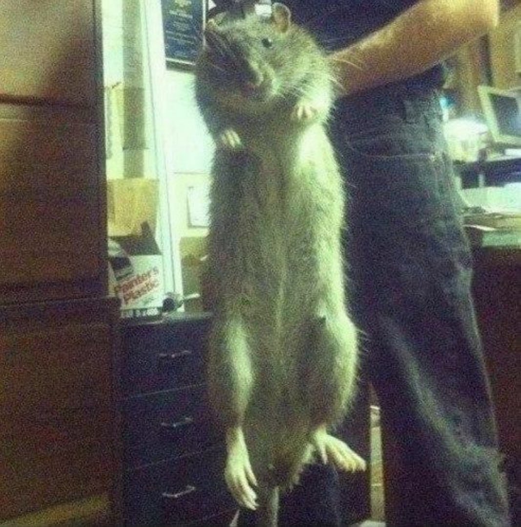 Самая огромная крыса в мире