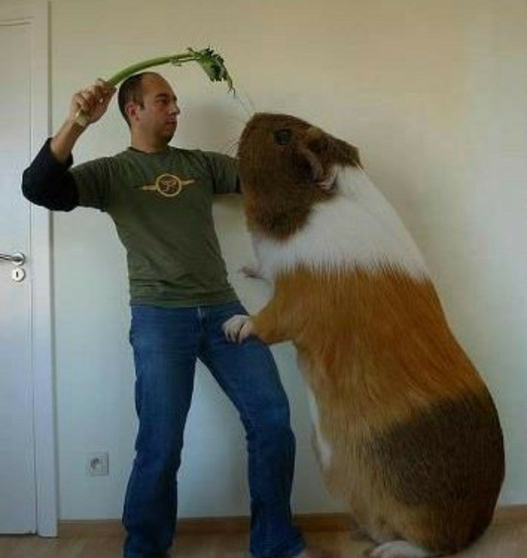 Крысы мутанты в Московском метро