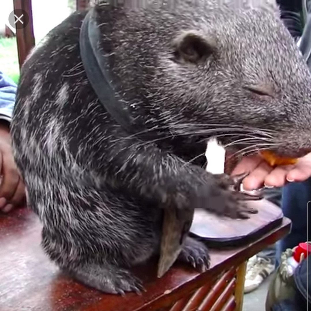 Камбоджийская сумчатая крыса