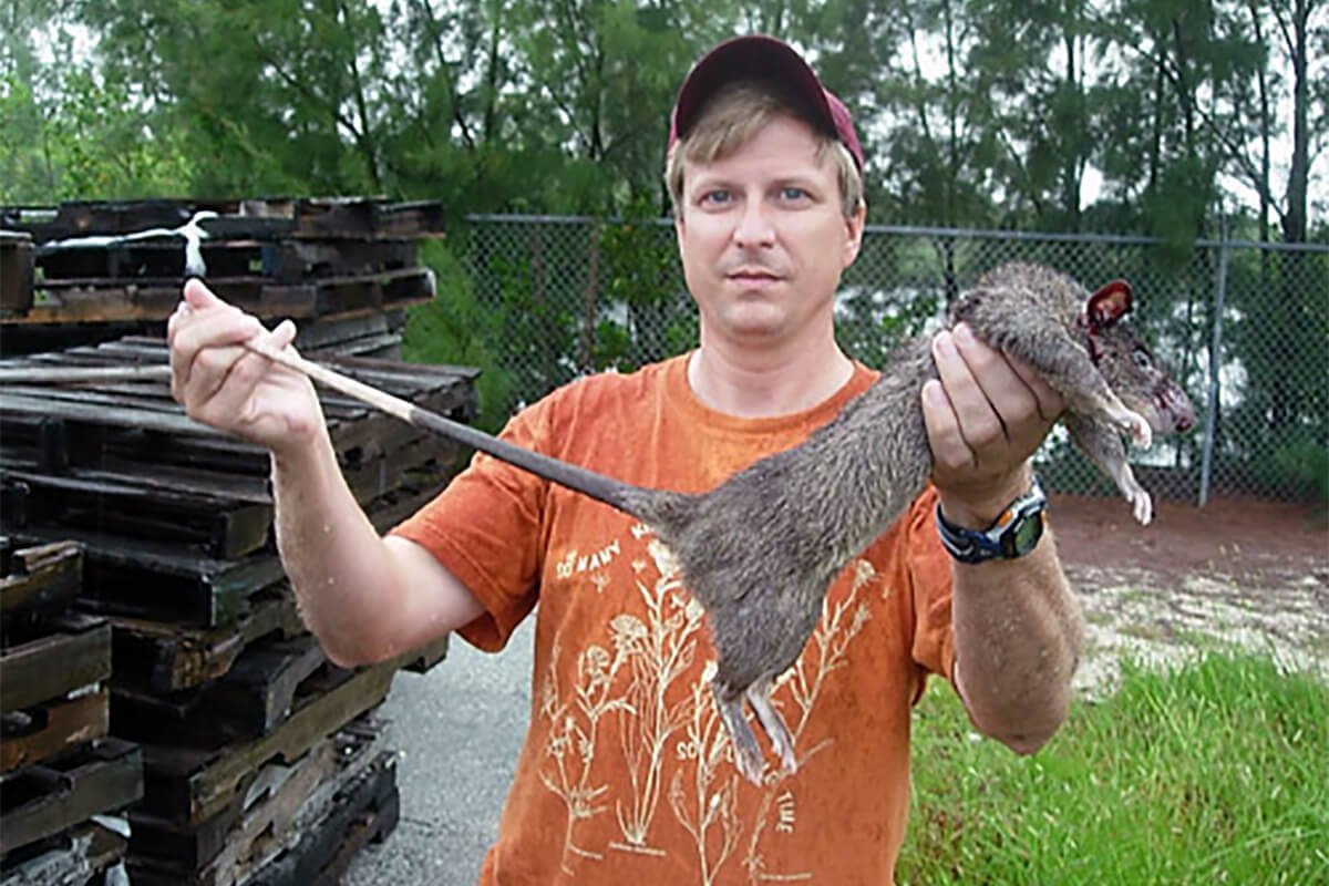 Шерстистая крыса Босави