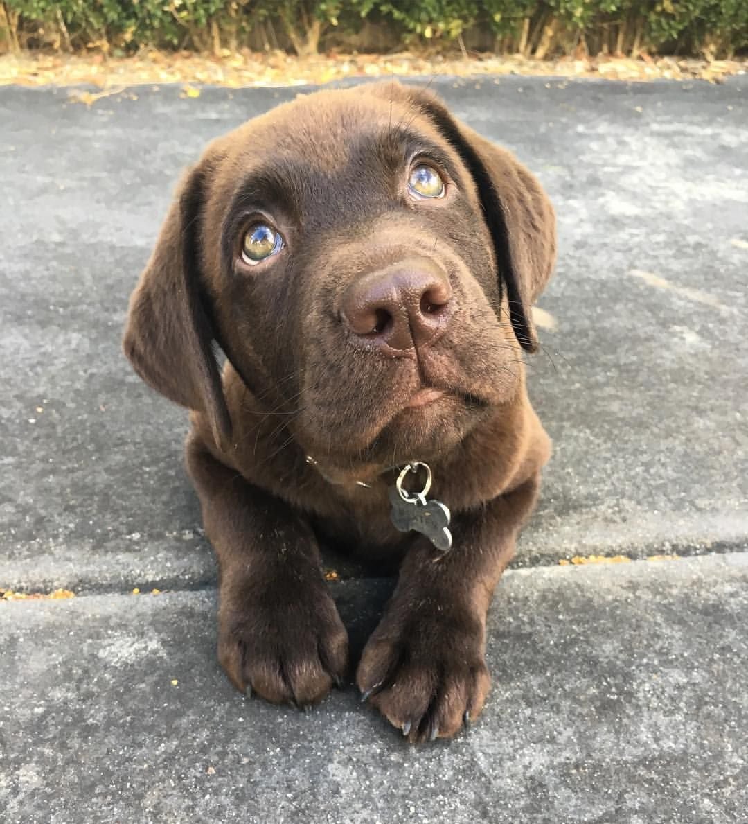 Ханаанская собака шоколадного окраса
