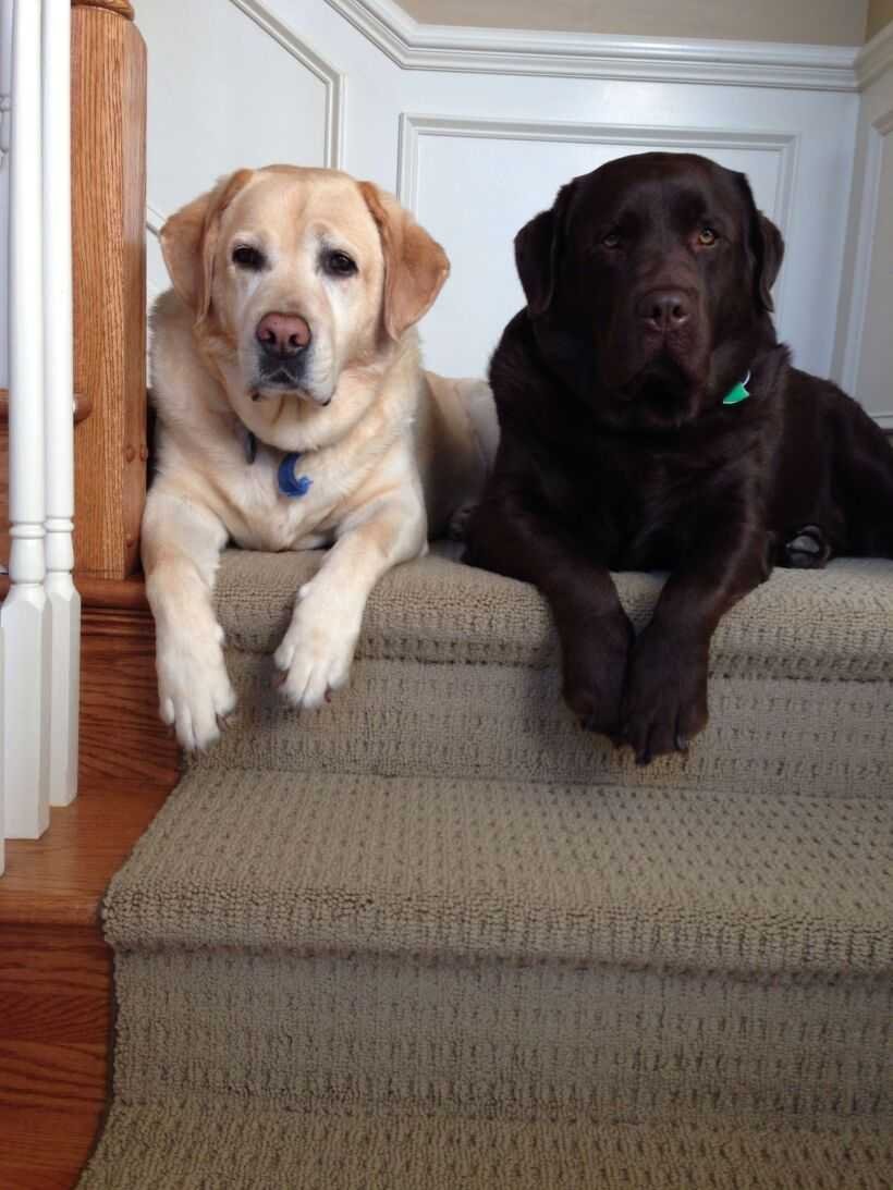 Лабрадор ретривер