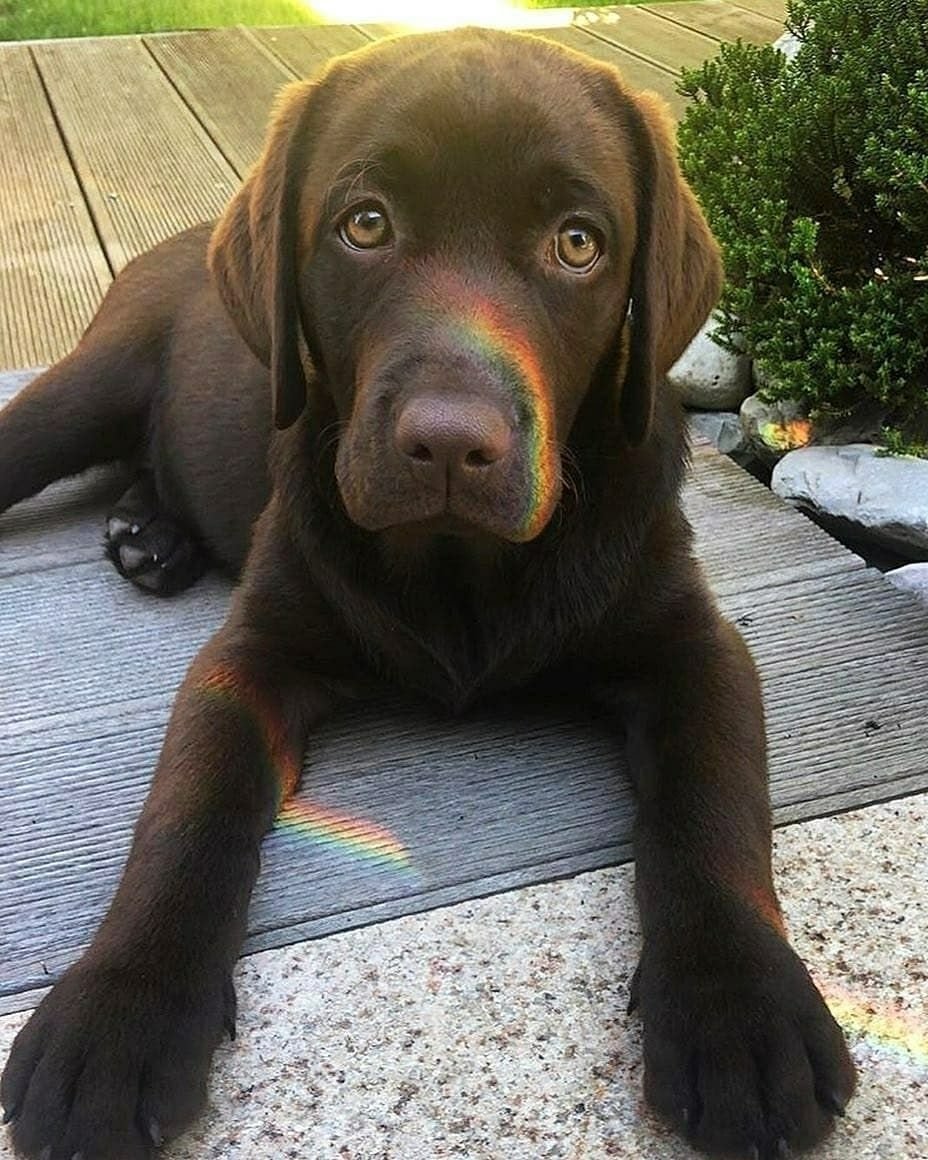 Лабрадор шоколадный и белый