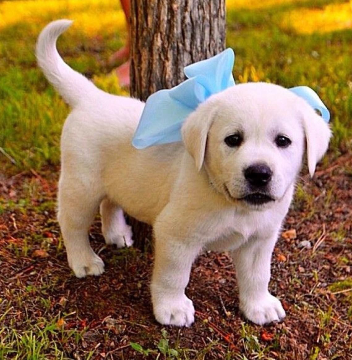 Лабрадор шоколадный маленький