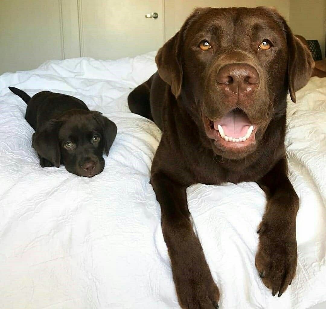 Лабрадор двухцветный