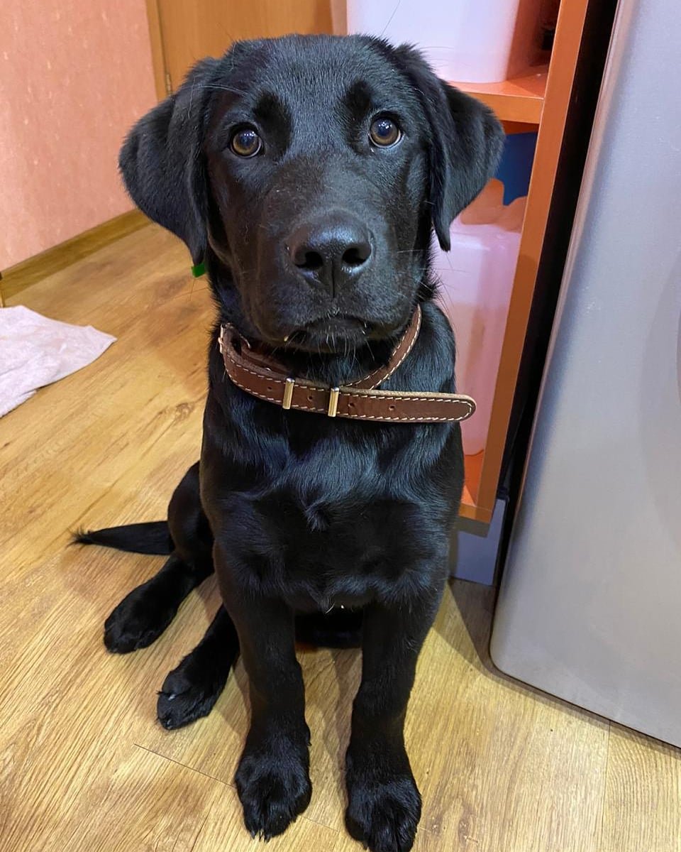 Помоги лабладору фонд в Челябинске