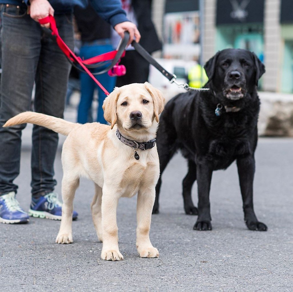 Лабрадор Браун
