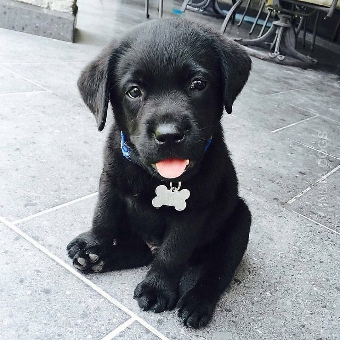 Лабрадор белый щенок