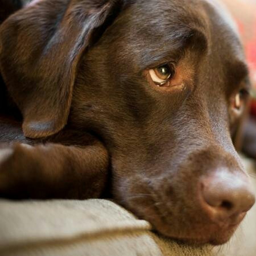 Лабрадор ретривер