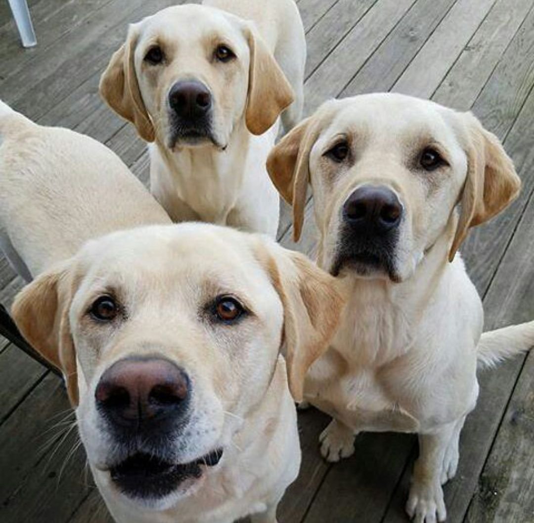 Лабрадор окрас