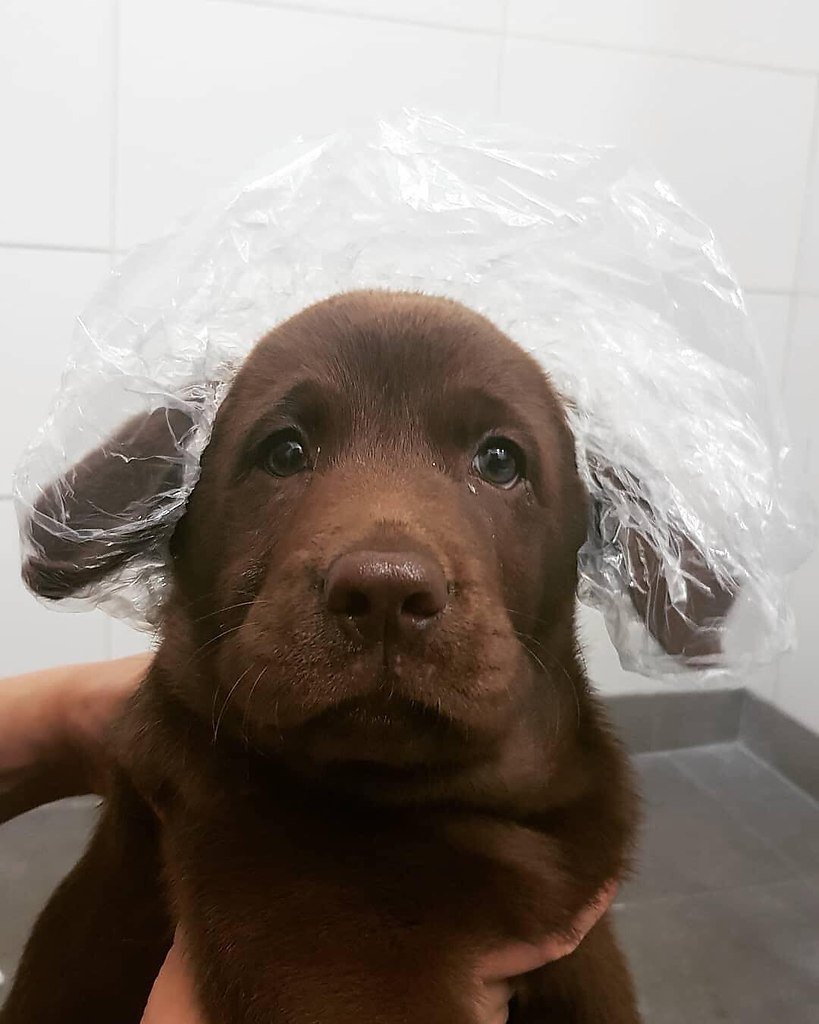 Лабрадор черный щенок