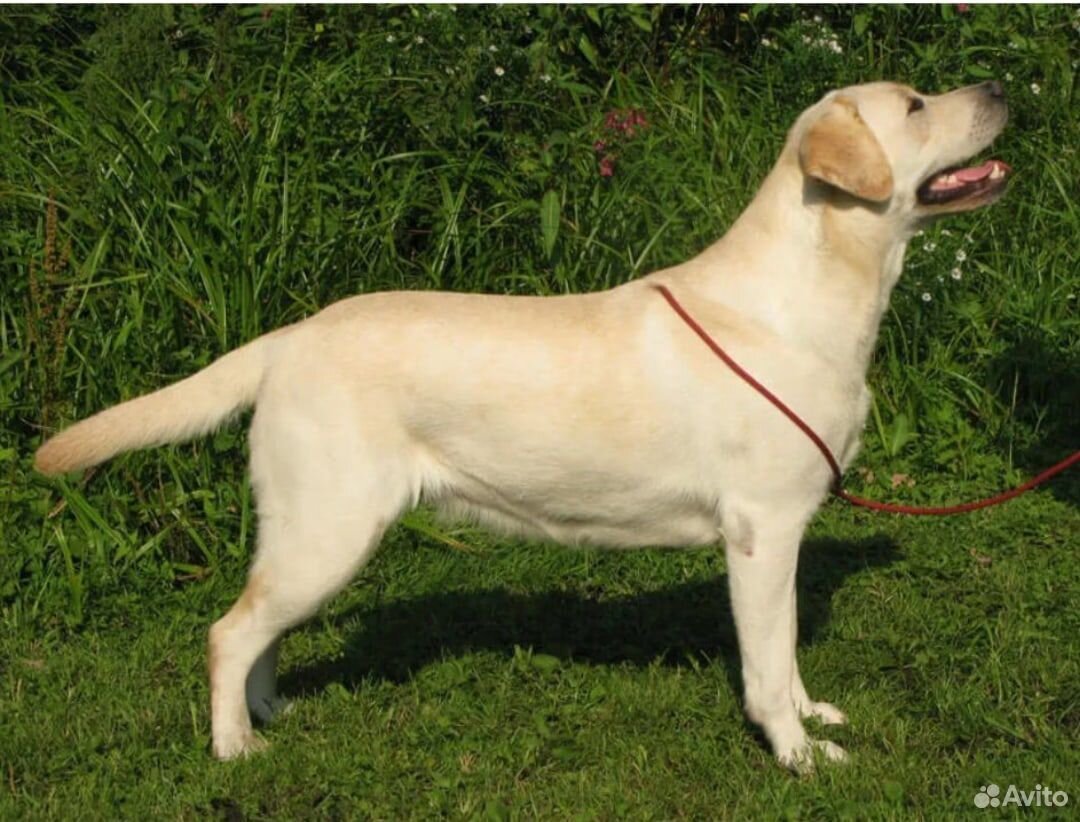 Лабрадор ретривер черный щенок