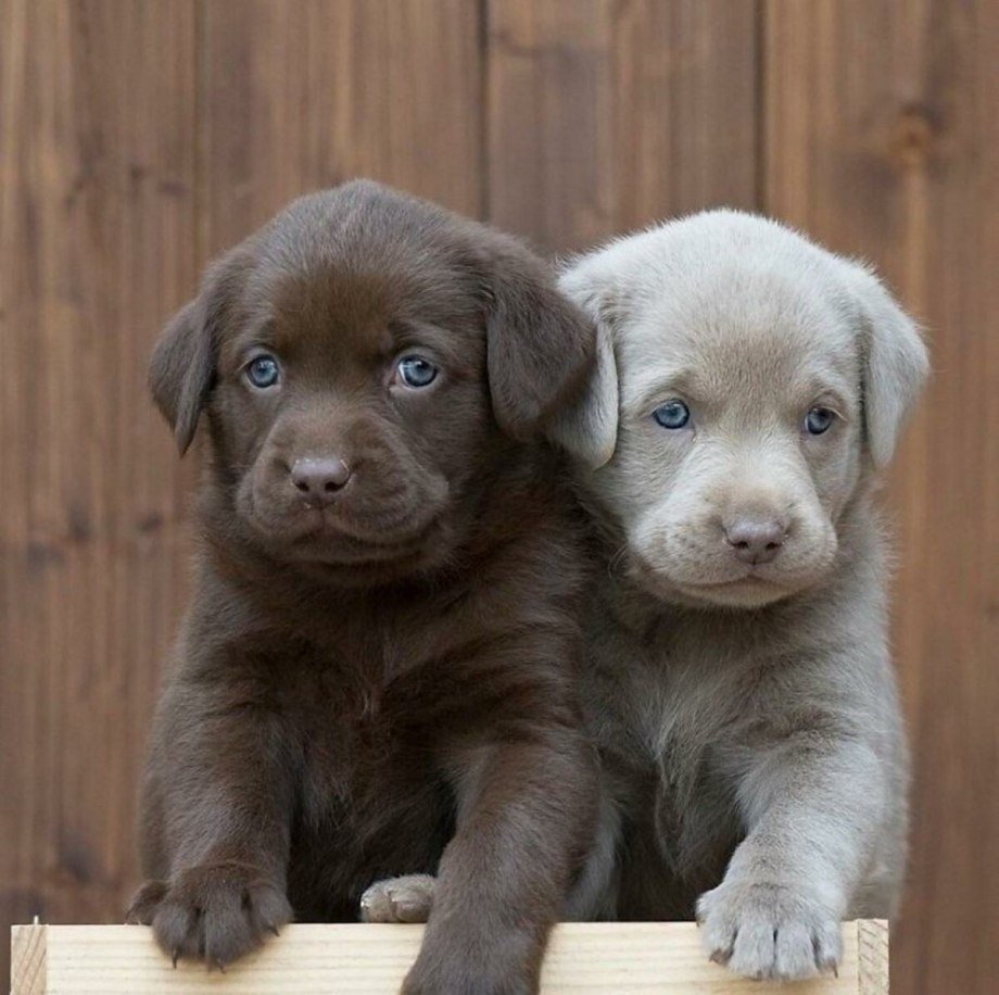 Золотистый ретривер Энцо