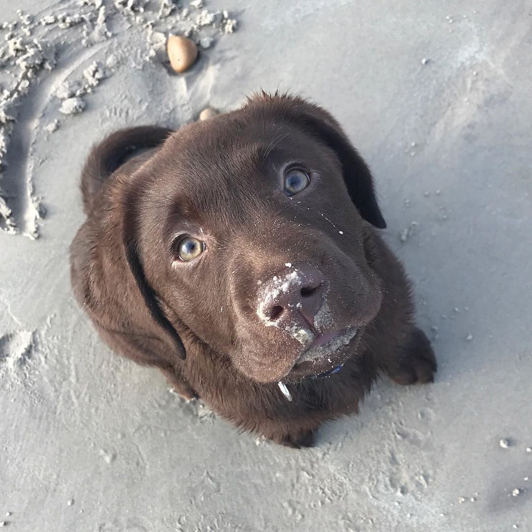 Шоколадный лабрадор смешной