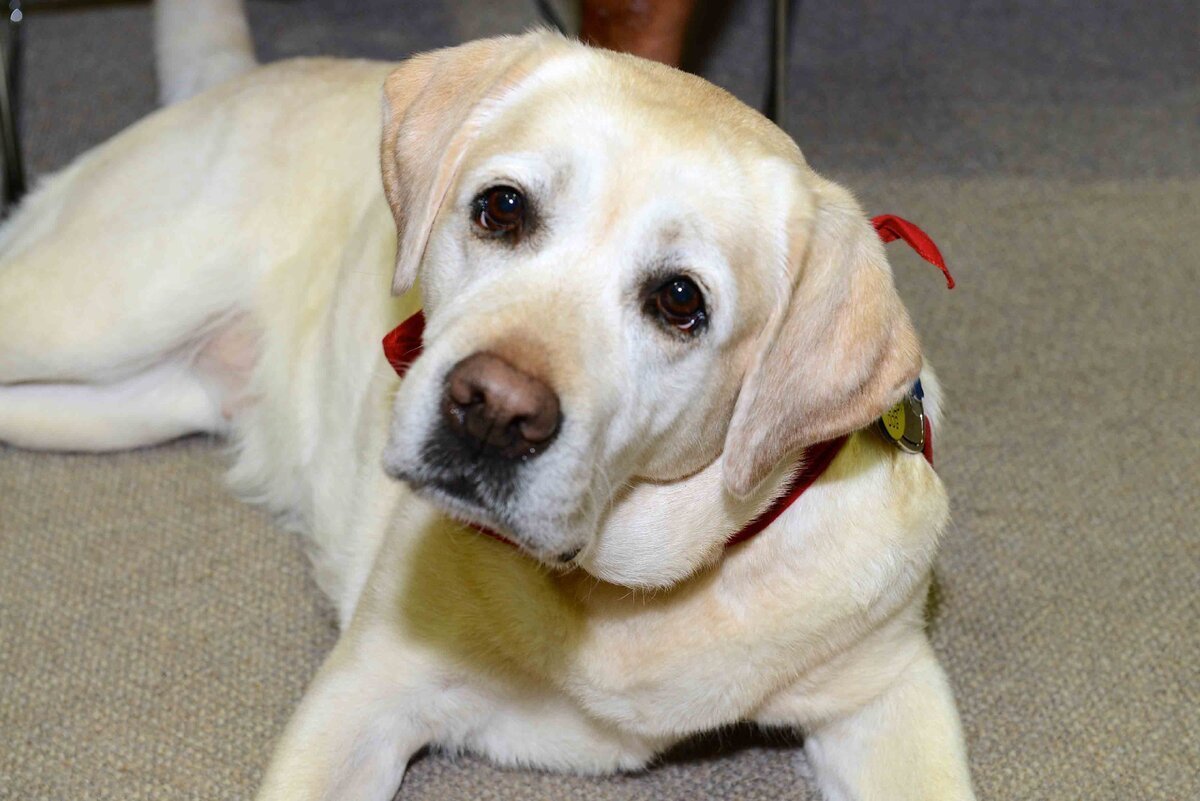 Американский лабрадор ретривер