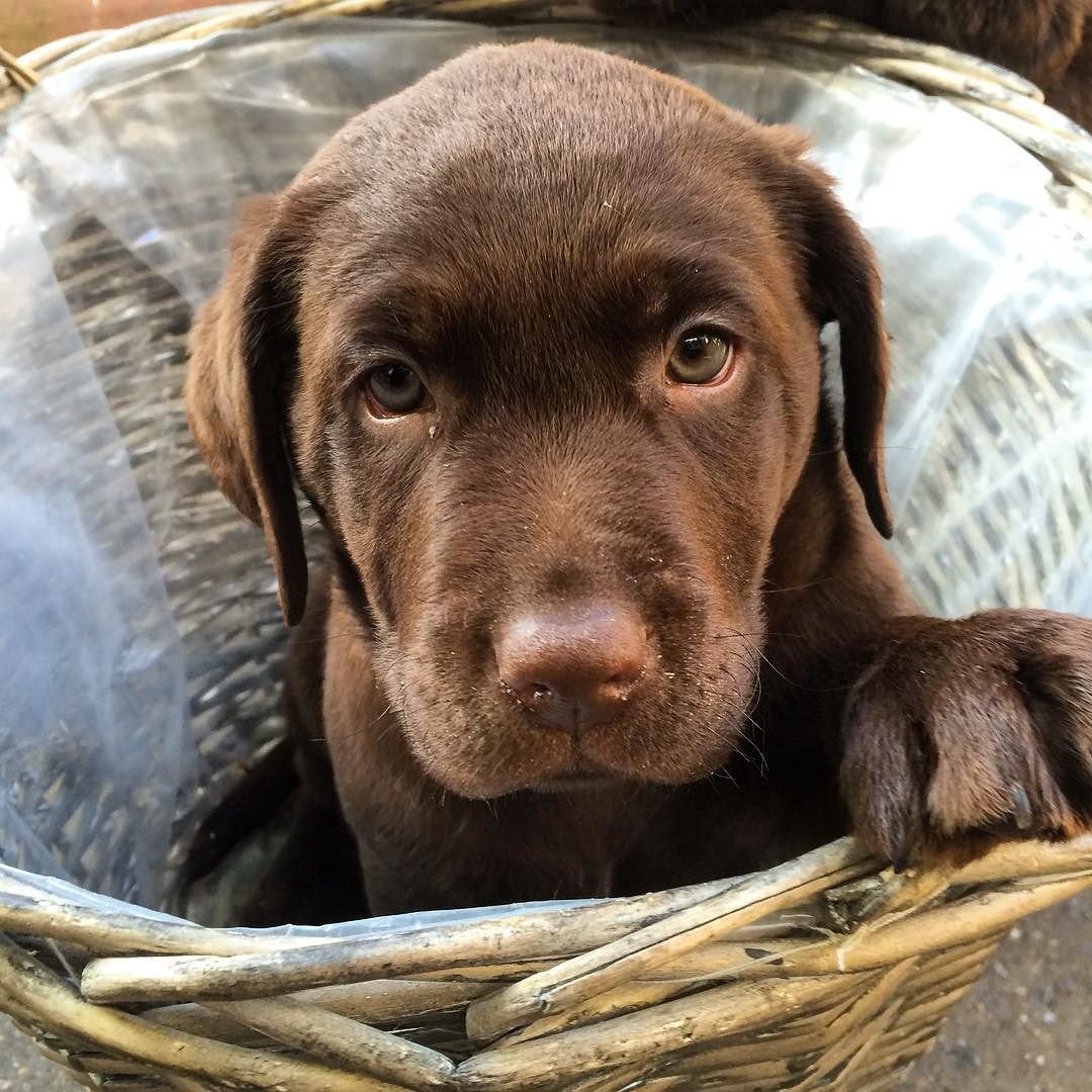 Лабрадор шоколадный маленький