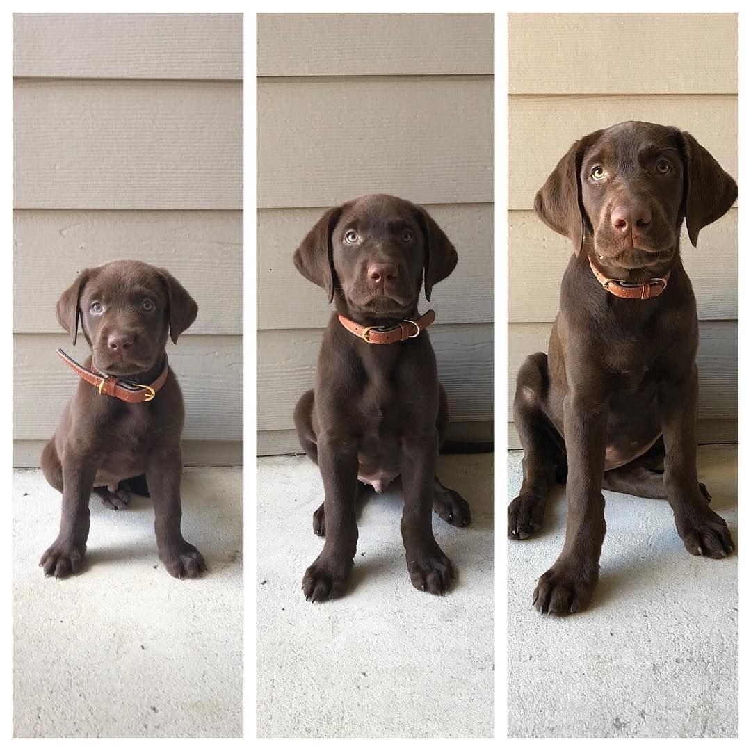 Щенок лабрадора черный с белым