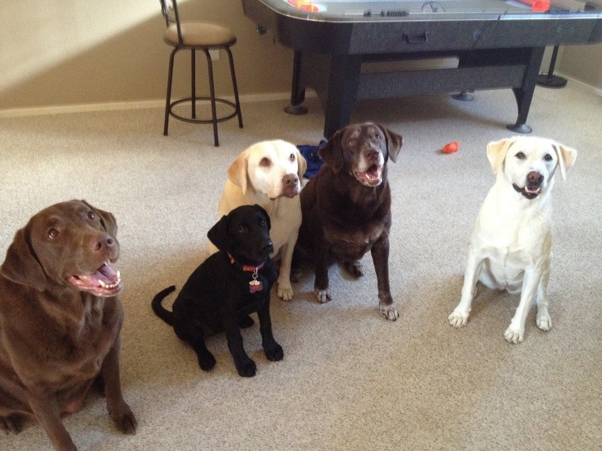 Лабрадор окрас пятнистый