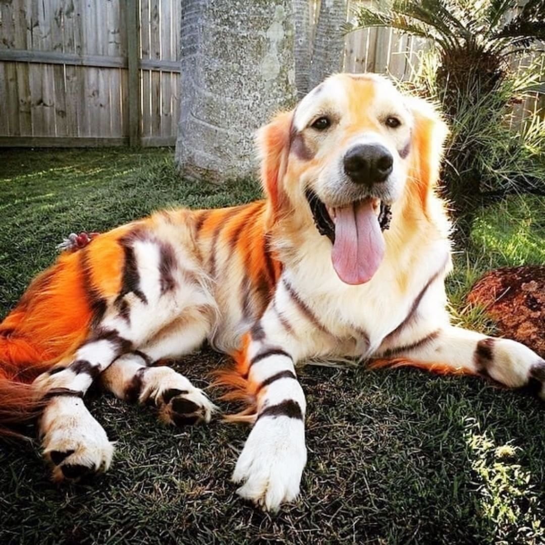 Стандарт лабрадора ретривера