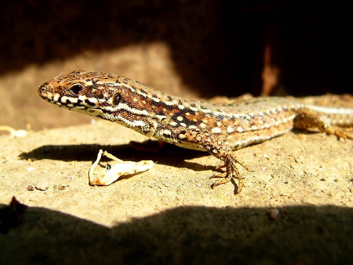 Рептилии в полный рост