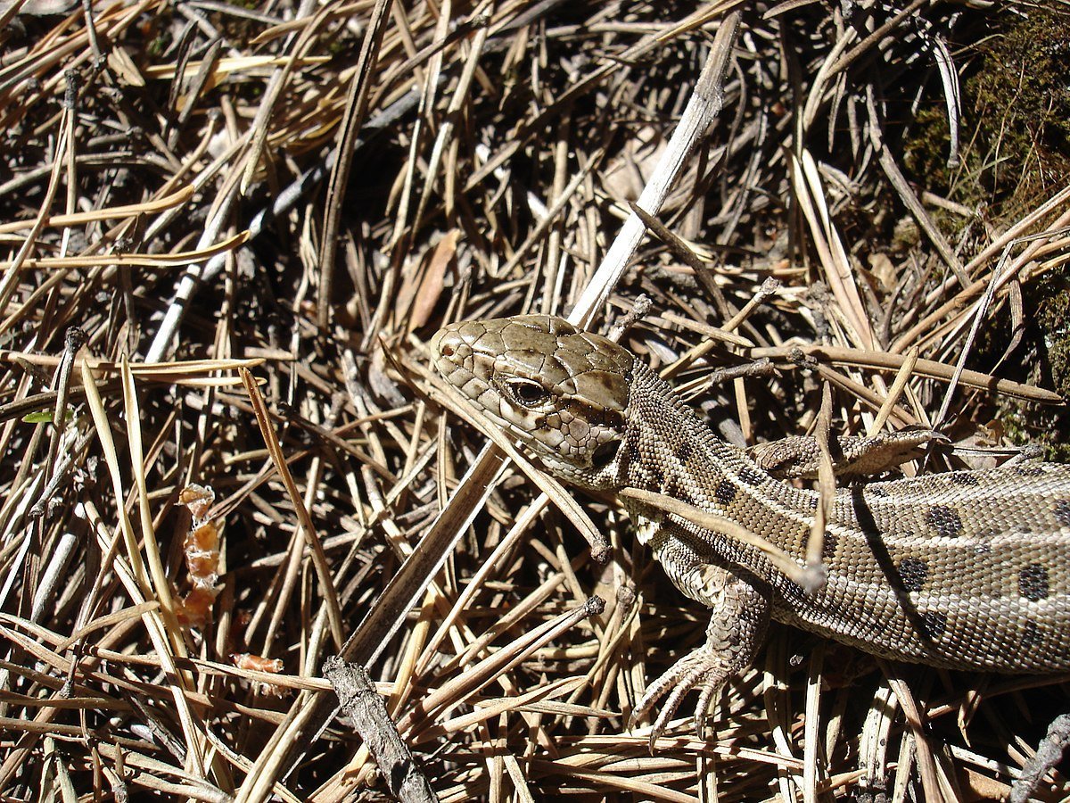 Ящерица Огородная