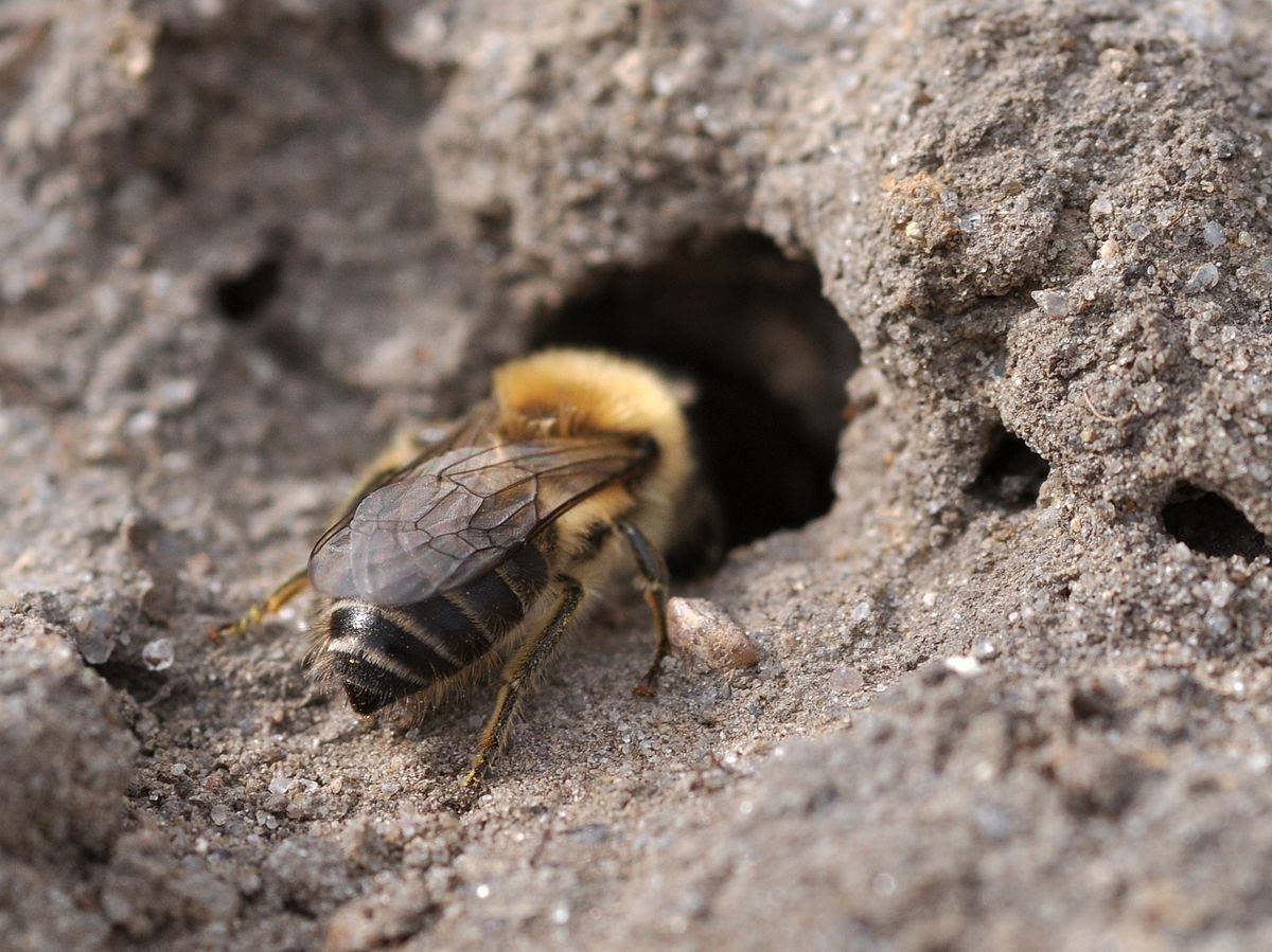 Пчелиный дом