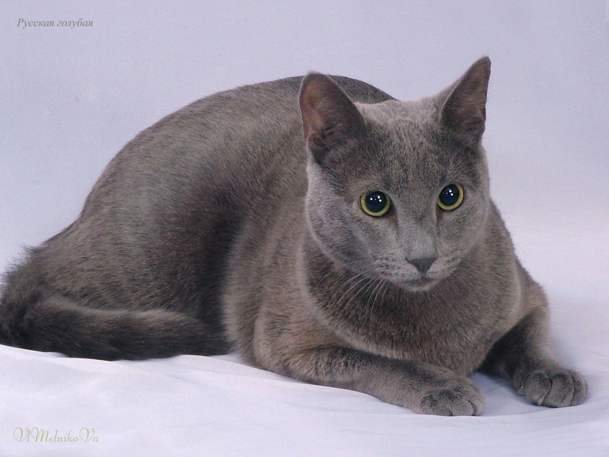 Серый кот порода британец дымчатый