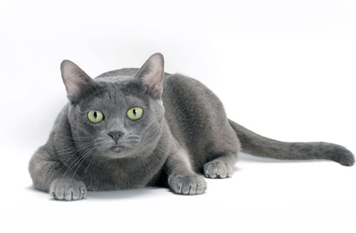 Тайский кот Корат