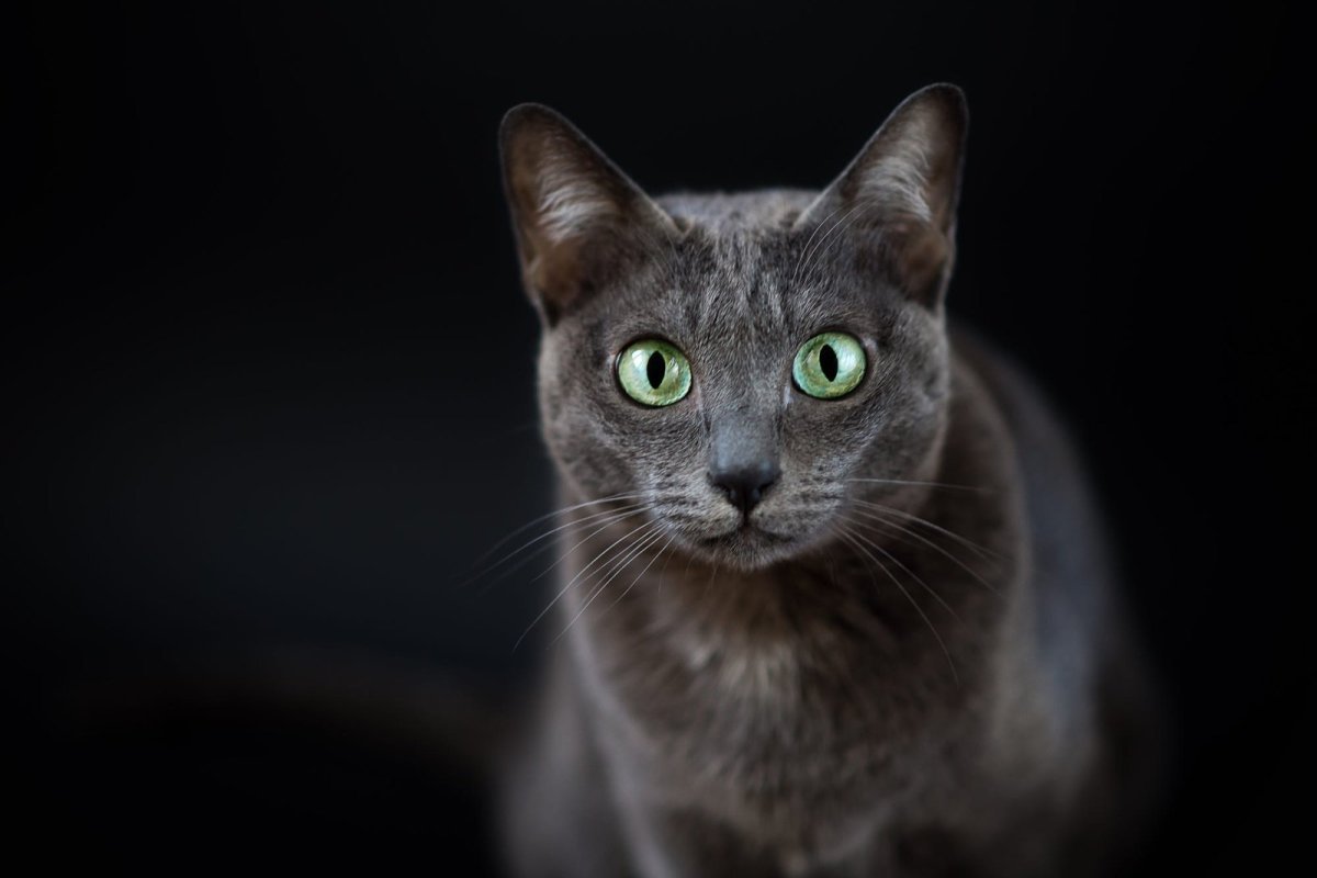 Корат (кошка)