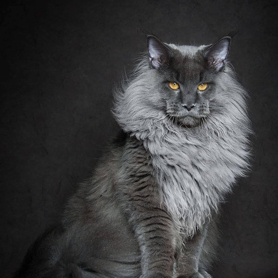 Кошка Мейн кун дымчатая