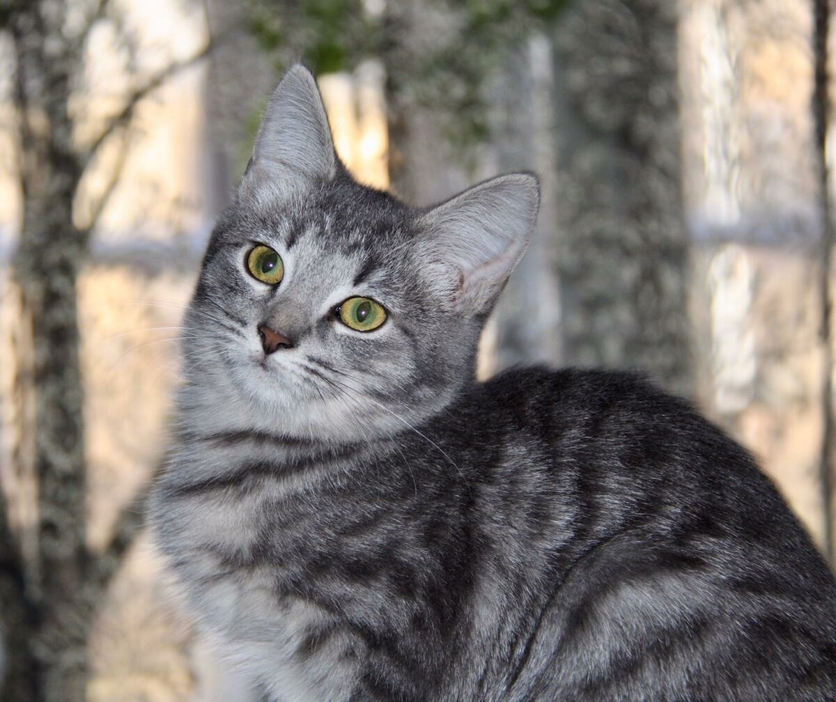 Азиатский табби дымчатый