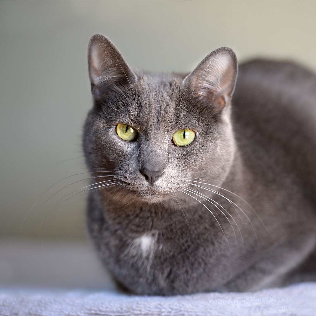 Порода Корат