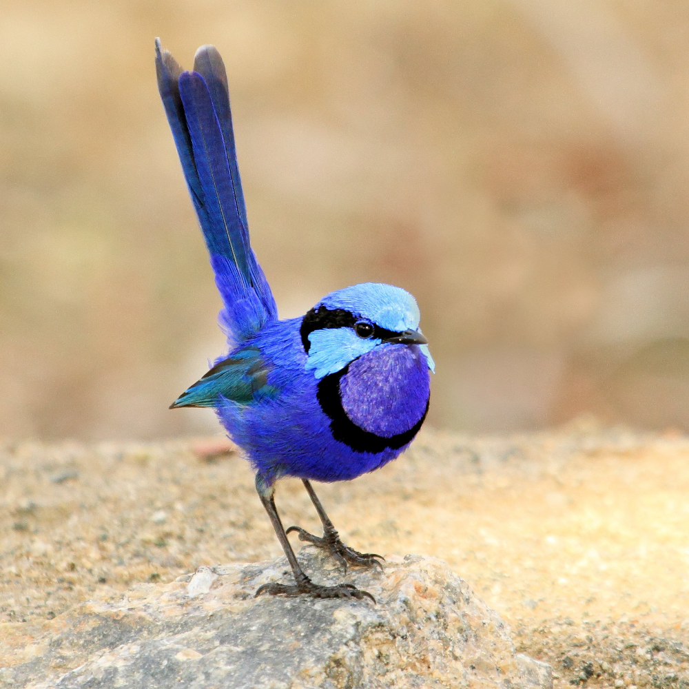 Рыжеголовая длиннохвостая синица