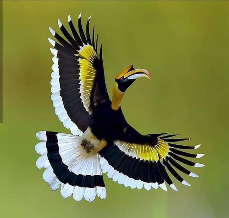 Рыжеголовая синица длиннохвостая птица