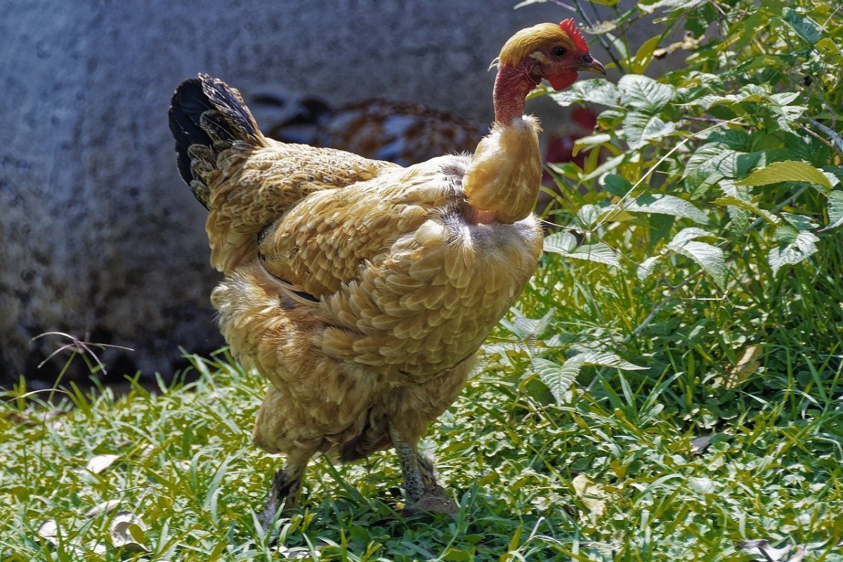 Альтштайнер куры