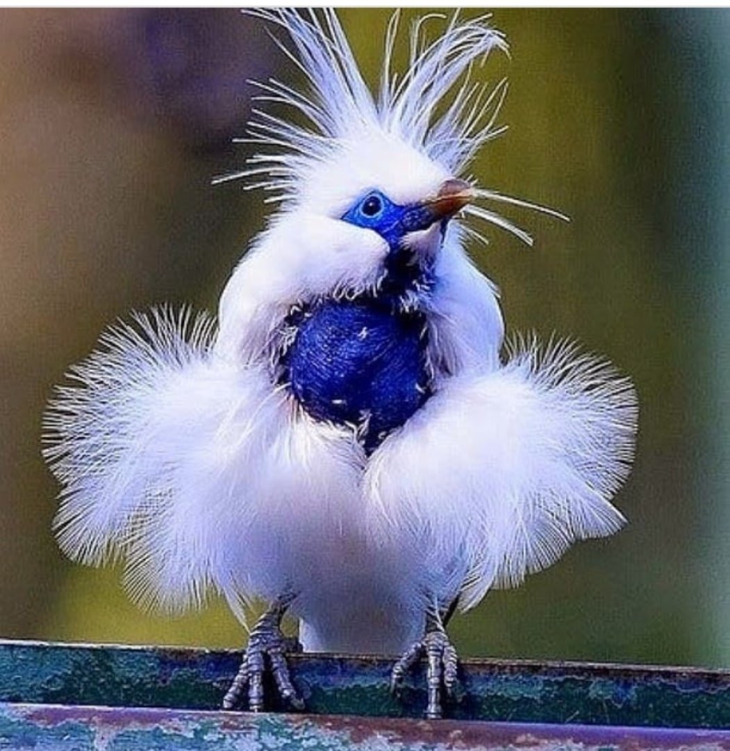 Очень красивые птички